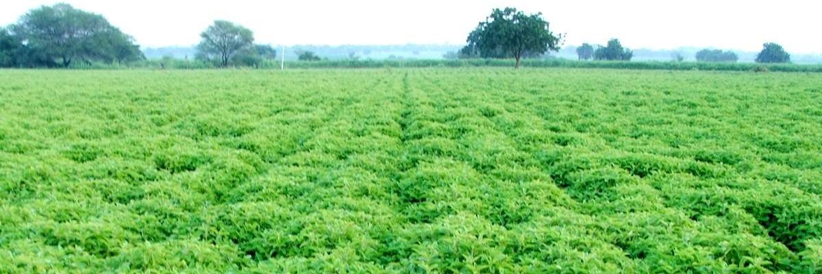 Sami-Sabinsa Group’s successful transfer of technology from the trial to the commercial field has boosted demand for C. forskohlii in healthcare applications