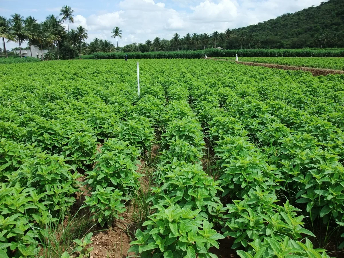 sami-sabinsa-cultivation