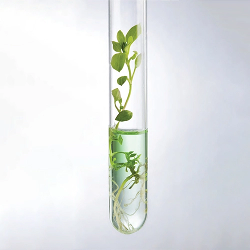 Phyto Functional Blends